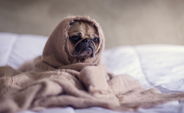 Prehlade kod pasa učestale kao i kod ljudi