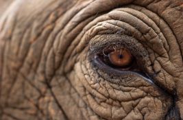 Slon se razbesneo tokom verske ceremonije u Šri Lanki, najmanje 13 povređenih