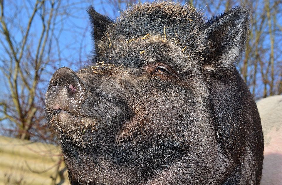 Potvrđen prvi slučaj afričke kuge svinja u Crnoj Gori