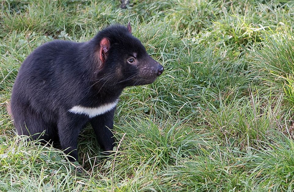 Hteli da spasu tasmanijske đavole, pa istrebili male pingvine