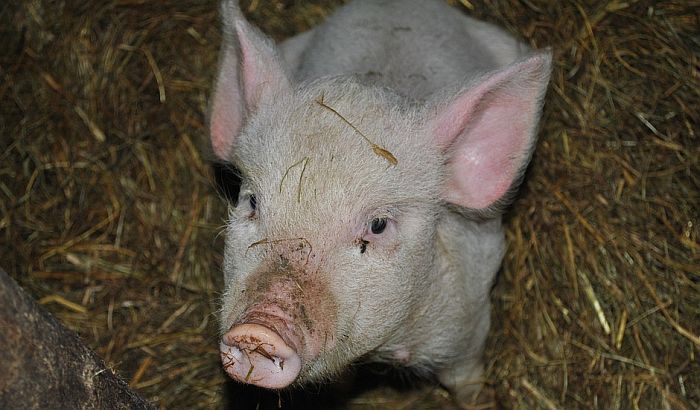 Potvrđena afrička kuga svinja u Srbiji