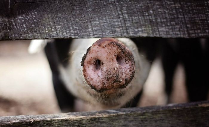 Veterinar: Afričku kugu je veoma teško kontrolisati