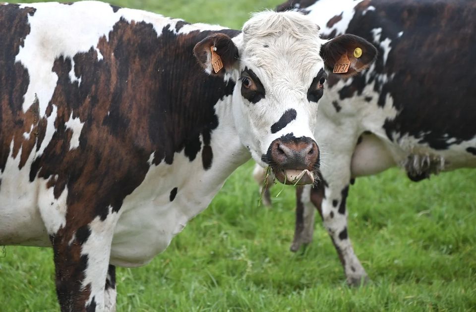 Računice u stočarstvu više nema, broj stoke "kao da smo izašli iz Drugog svetskog rata"