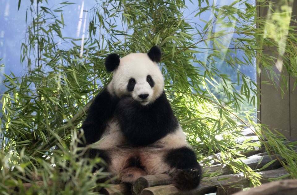 FOTO: Džinovska panda u berlinskom zoo vrtu čeka blizance