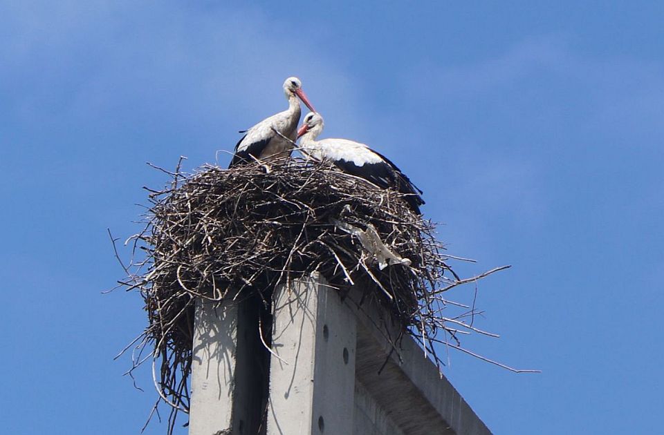 Selidba roda u toplije krajeve pravi pometnju na nebu iznad Istanbula: Ugrožen avio-saobraćaj