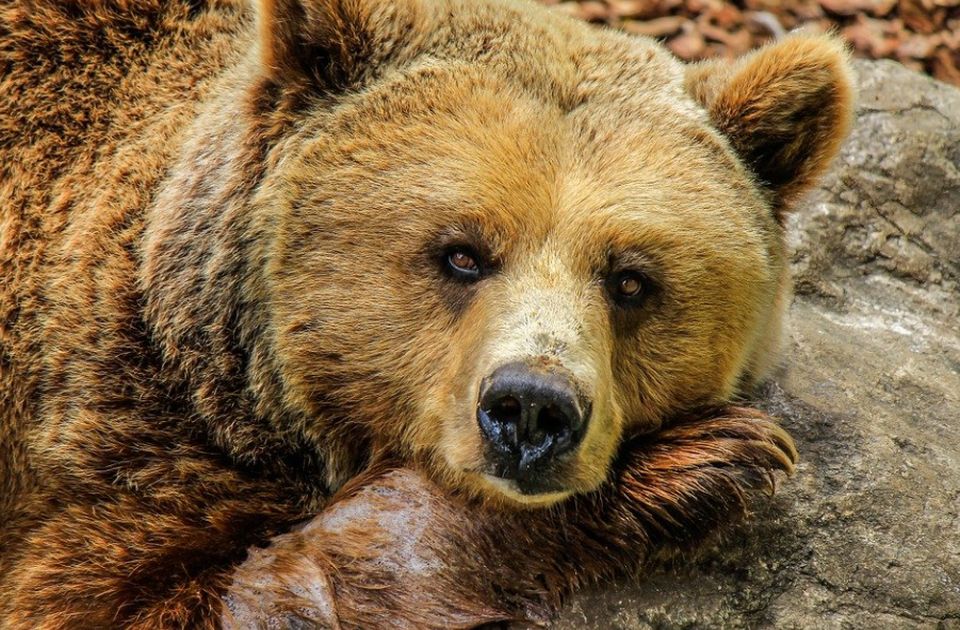 Medvedi se nastanili u kućama nakon požara u Los Anđelesu 