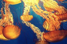 Sve više meduza u Jadranskom moru - jer je voda sve toplija