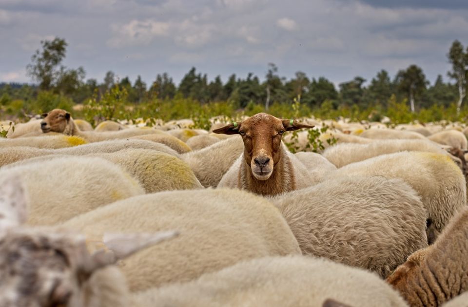 Grčka testira hiljade koza i ovaca na kozju kugu nakon izbijanja infekcije