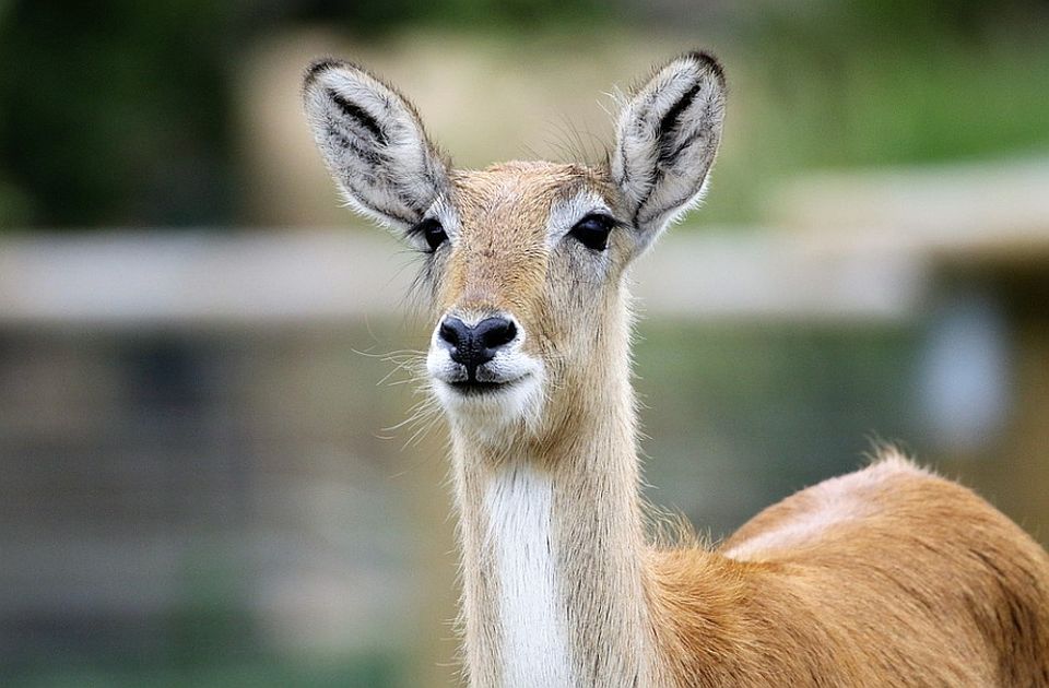 Dve antilope pobegle tokom cirkuske predstave u Nemačkoj