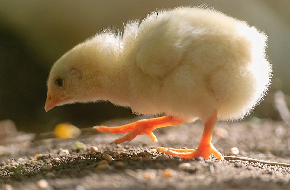 Izgorela farma pilića u Desimirovcu kod Kragujevca