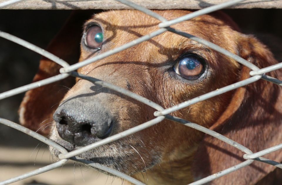 Krivična prijava protiv veterinara i žene iz Kragujevca zbog nelegalne trgovine psima