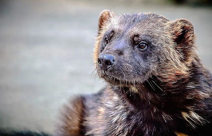 Prvi slučaj korone među divljim vizonima 