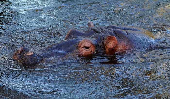 Turista preminuo nakon napada nilskog konja u Keniji