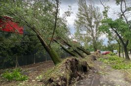 FOTO: Skoro ceo drvored obrušen na fabriku u Industrijskoj zoni u Novom Sadu