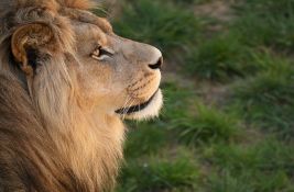 FOTO: Uginuo lav Žika koji je u Skoplje stigao iz zoološkog vrta u Beogradu