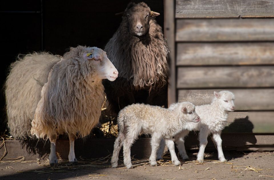 Krediti kao rešenje poljoprivrednika: Na koje olakšice mogu da računaju?