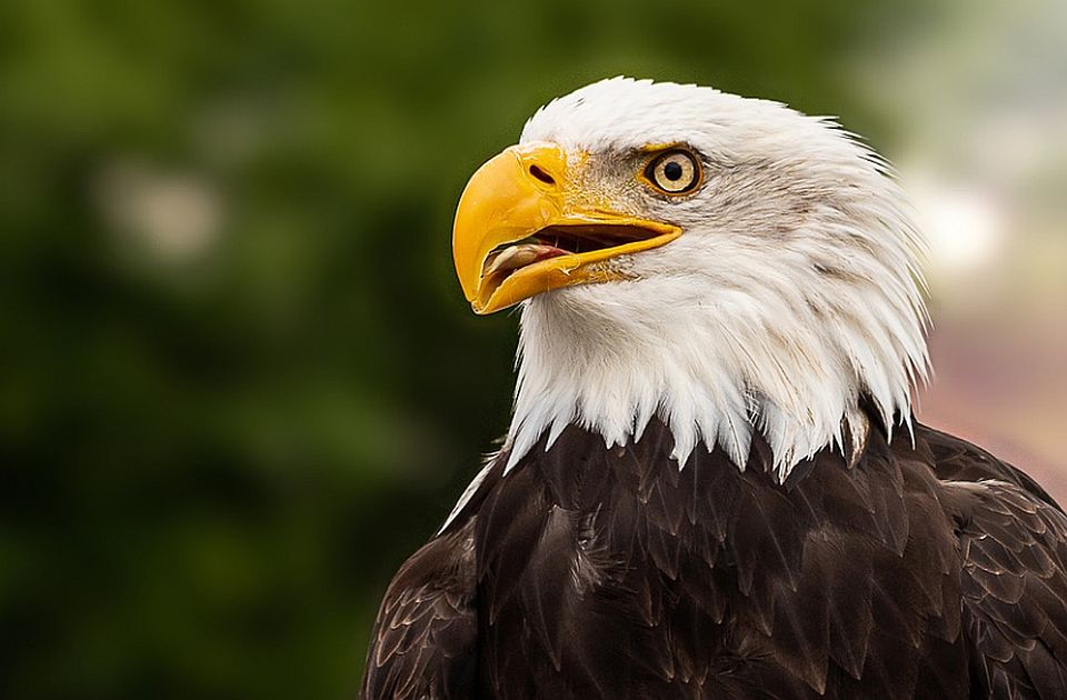 Američka kompanija za energiju vetra kažnjena zbog stradanja 150 orlova