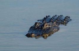 Aligator sa ljudskim ostacima u čeljustima pronađen na Floridi, dug je četiri metra