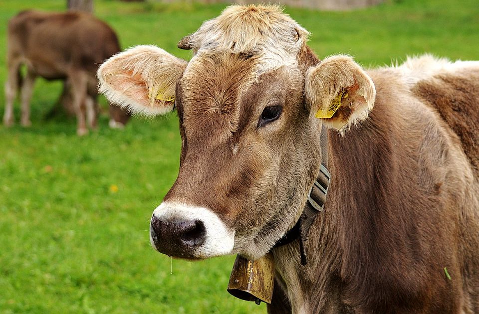 Smetala im noćna buka zvončića na kravama: Švajcarski sud odbio tužbu