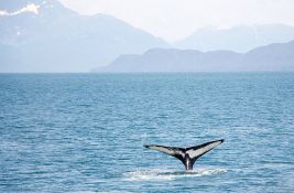 Kit primećen u Jadranskom moru: Upućen apel turistima i meštanima da mu ne prilaze 