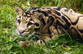 VIDEO: Prvi put ikada snimljena porodica oblačastih leoparda - mama i dva mačeta