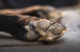 Krivična prijava protiv Nišlije zbog zlostavljanja devet pasa: Dva pitbula zatečena sa povredama