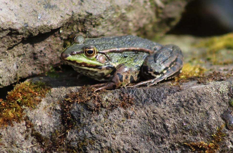 Ženke žaba često pojedu mužjake ako im se ne sviđa poziv na parenje