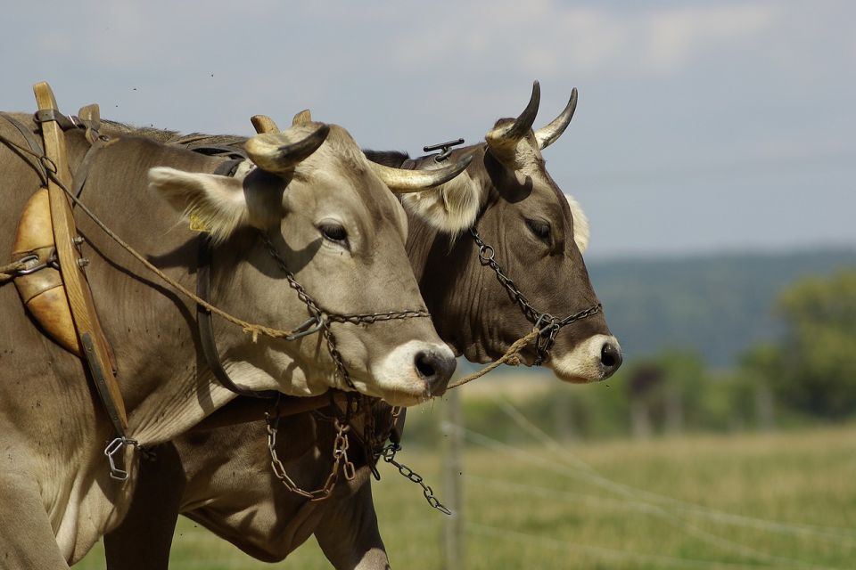 Tragičan događaj u Norveškoj: Volovi usmrtili oca i sina