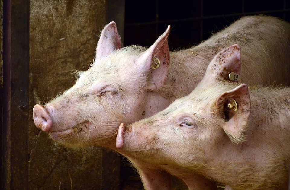 Preporuke zbog afričke kuge svinja: Lovci da obave odstrel, pojačana kontrola i dezinfekcija...