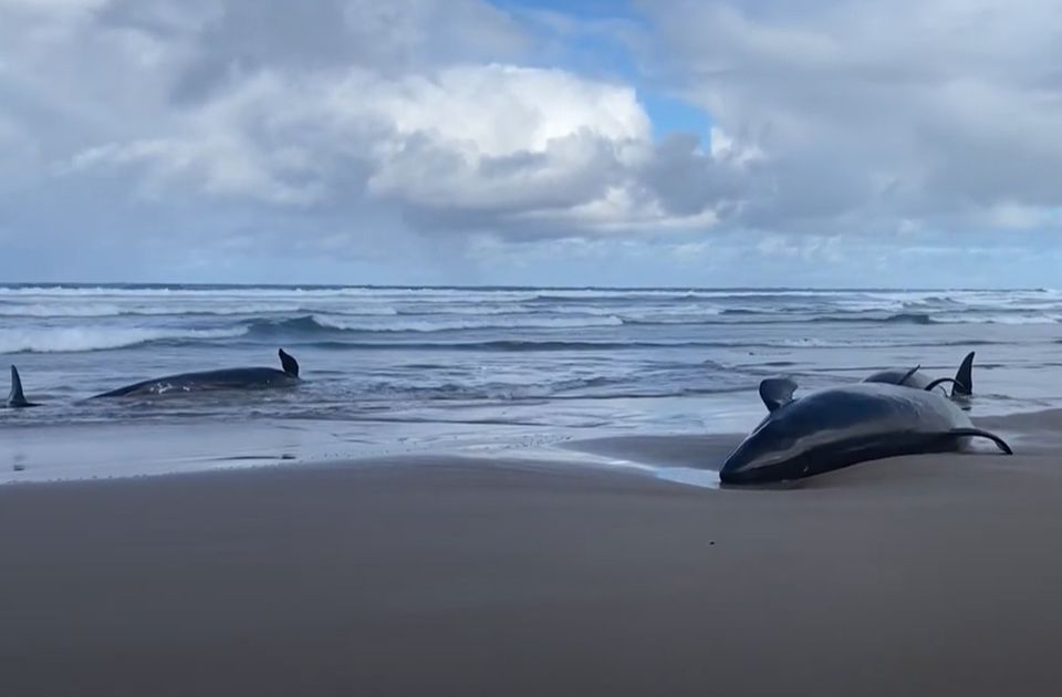 VIDEO: Više od 150 kitova nasukano na obalu Australije, spasavanje otežavaju talasi, požari i ajkule