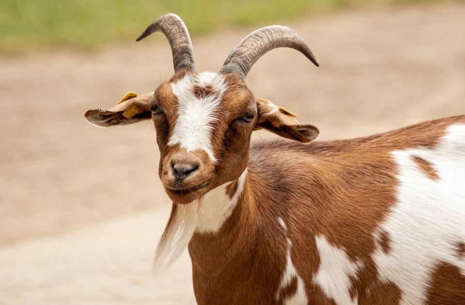 Španski vatrogasci spasili kozu sa petog sprata napuštene zgrade u plamenu