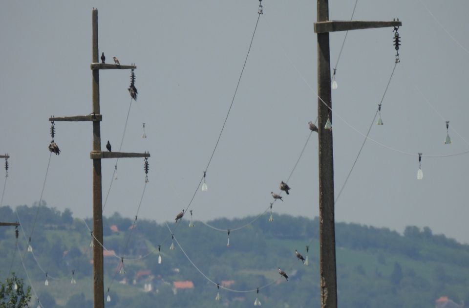 Bezbednije za ptice duž Dunava: Zaštićeno 40 kilometara dalekovoda i izolovano 576 stubova