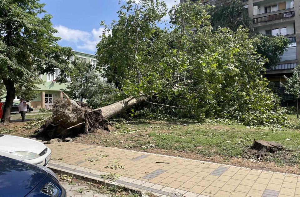 Novosađani, na ovaj broj možete "Zelenilu" da prijavite štetu na drveću