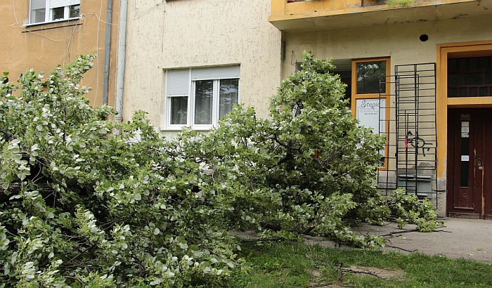 FOTO: Obrušilo se stablo u Maksima Gorkog, polupan izlog i prozor zgrade