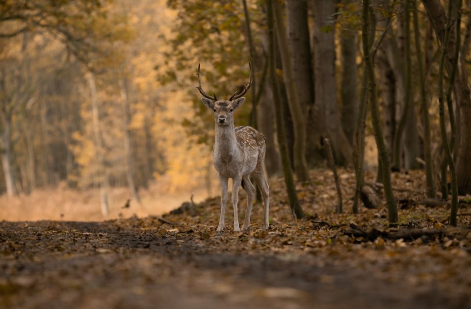 Inspekcija tvrdi da je mršavi jelen u borskom Zoo vrtu potpuno zdrav 