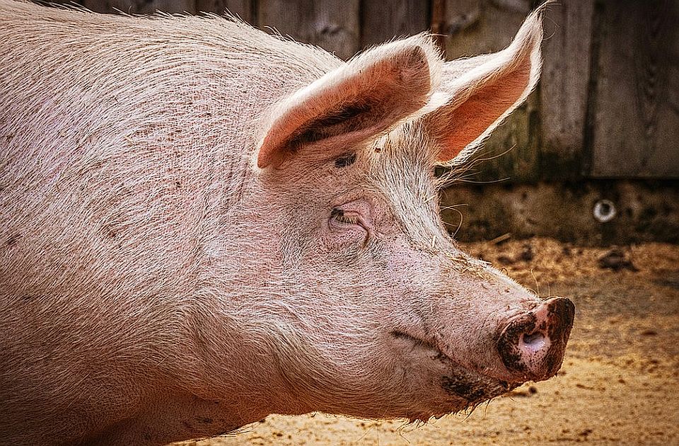 Ministarstvo: U Srbiji nema sumnje na zarazne bolesti slinavka i šap