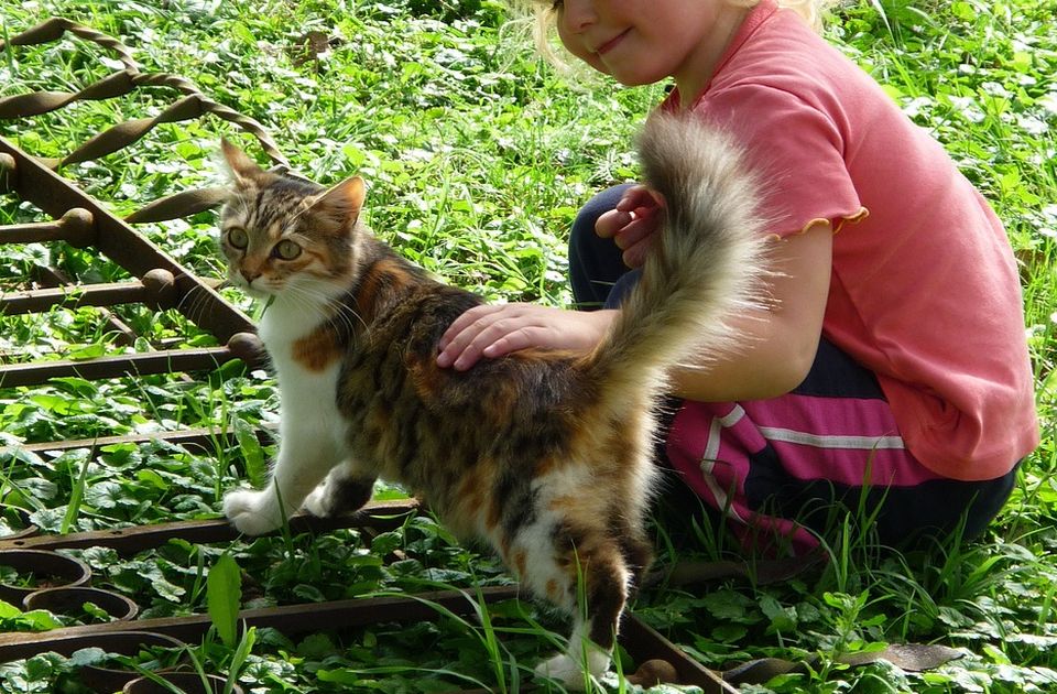 Slučaj šestogodišnjaka koji muči mačku: Ovo treba da zabrine celo društvo