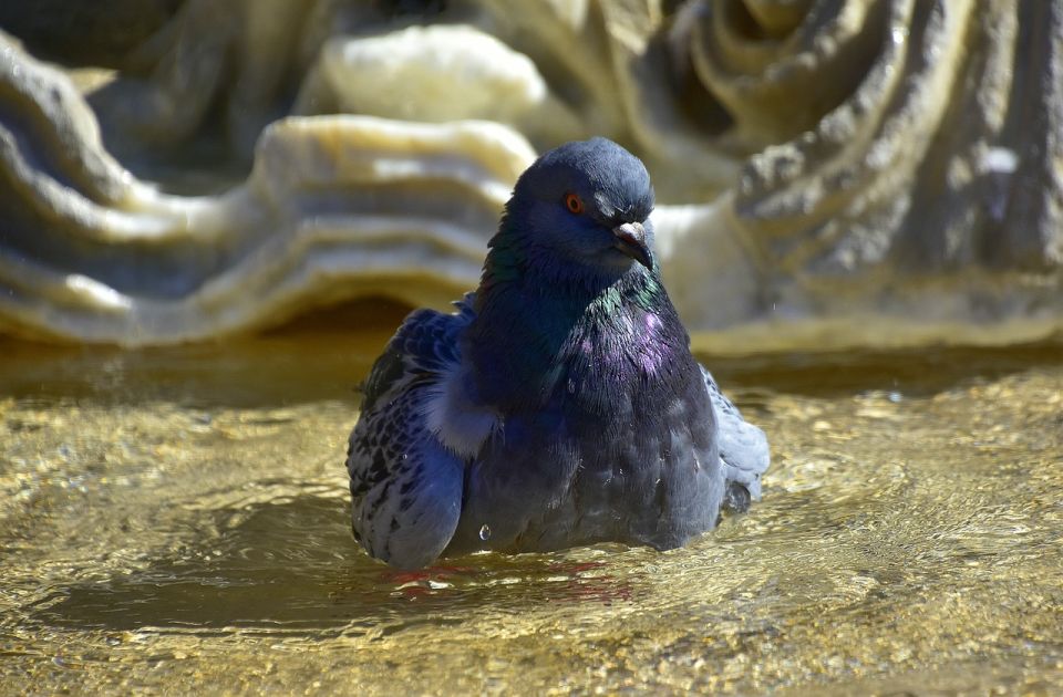 Novosađani, ove nedelje temperatura konačno pada ispod 30 stepeni