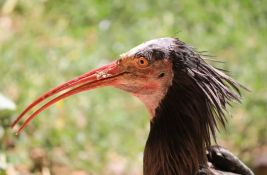 Zaštićeni ćelavi ibis svratio u Crnu Goru i dobio 