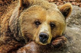 Zbog smrti devojke: Rumunija udvostručila broj medveda koje je dopušteno ubiti