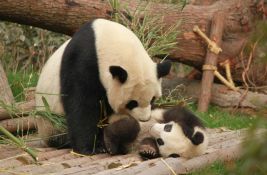 VIDEO: Džinovska panda u holandskom zoološkom vrtu dobila mladunče
