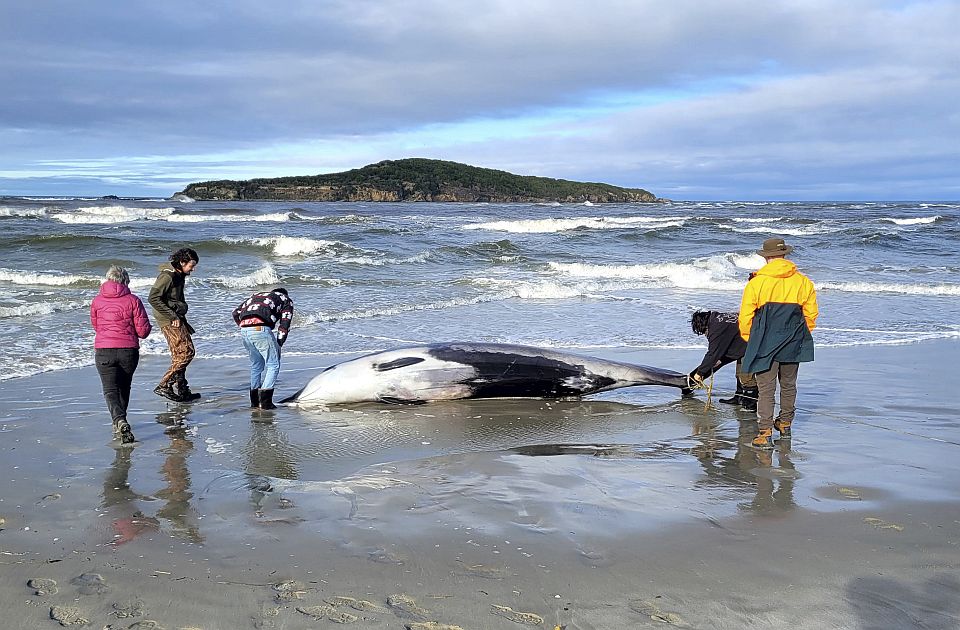 Na plaži Novog Zelanda pronađen uginuli najređi kit na svetu: Naučnici skoro ništa ne znaju o njemu