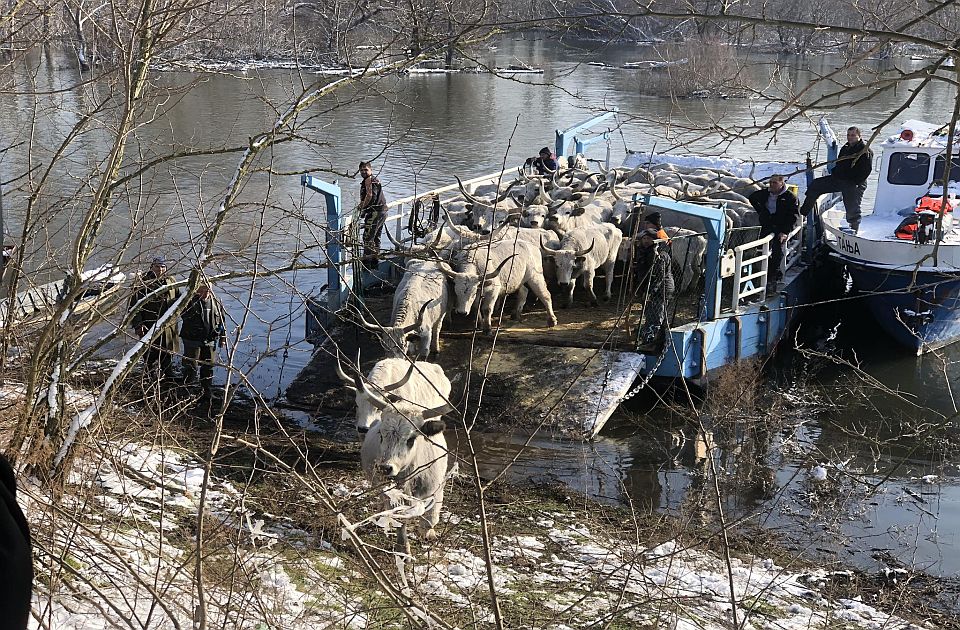 Spasavanje životinja sa Krčedinske ade u toku: Evo kada bi moglo da bude završeno