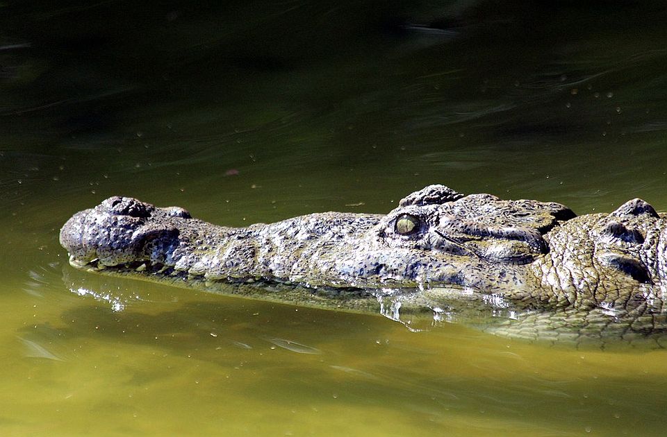 Ima 124 godine, 10.000 potomaka i savršeno zdravlje 