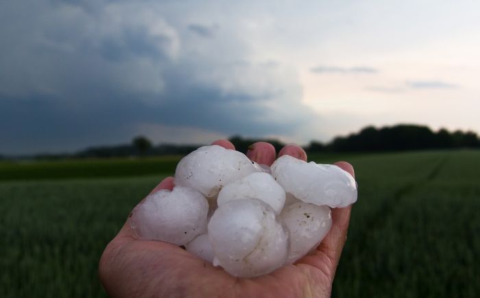 Nevreme uništilo 80 odsto malinjaka