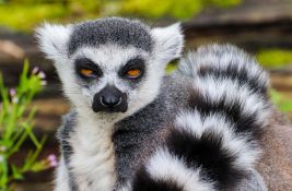 Švercom dospeli na Tajland: Više od 900 kornjača, lemura i paukova biće vraćeni na Madagaskar