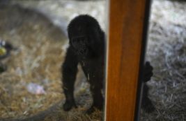 FOTO, VIDEO: Beba gorile spasena iz tovarnog prostora aviona, oporavlja se u zoo vrtu u Istanbulu