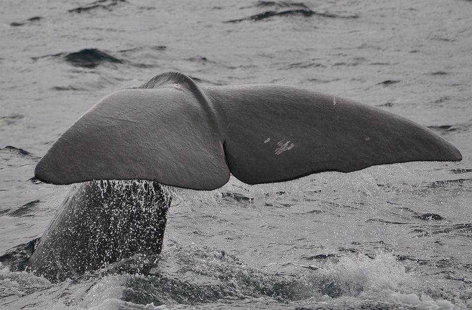 Island dozvolio da 128 kitova bude ubijeno ove godine