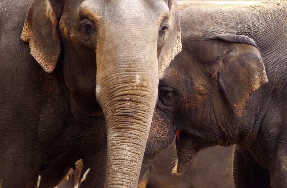 Studija pokazala: Slonovi možda imaju imena