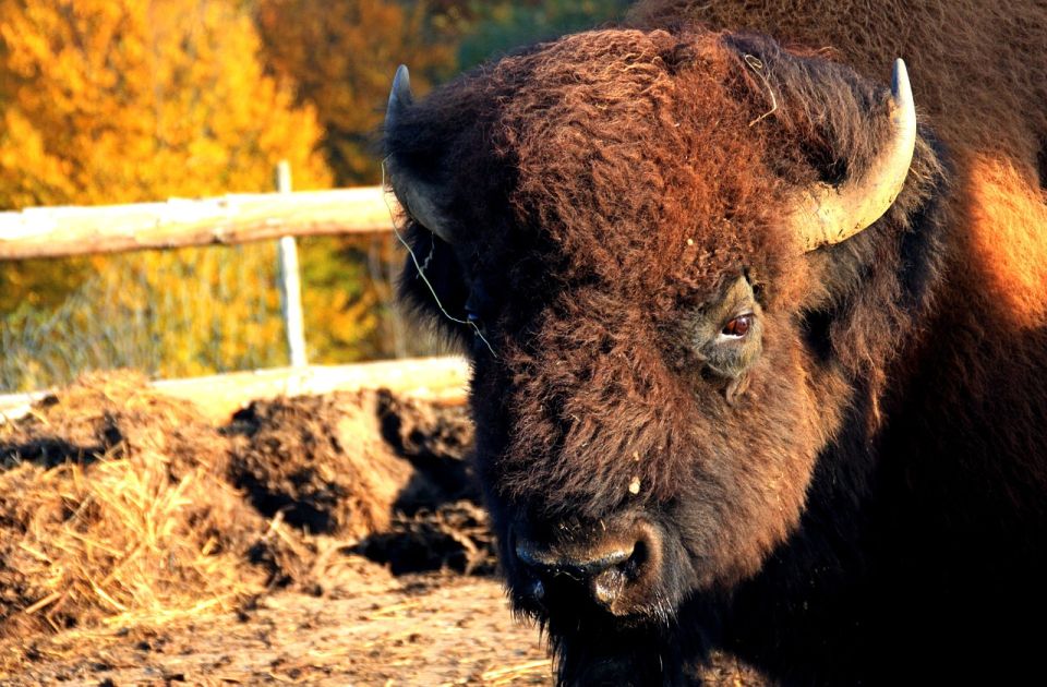 Zoo vrt u Beču ostao bez bizona: Uginuli od herpesa